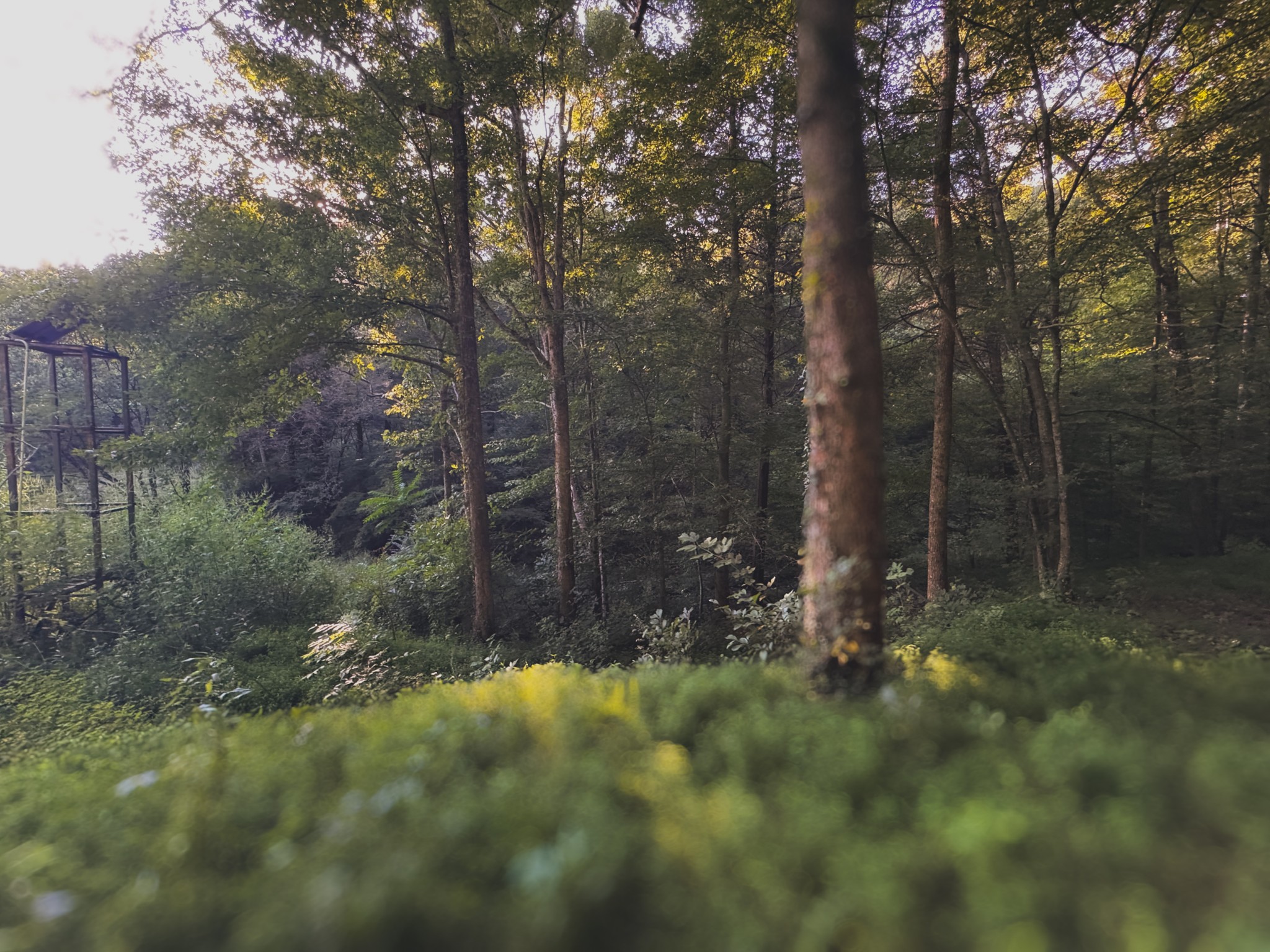 0 Lazy Branch Road Wartrace, TN 37183 - Photo 55 of 82