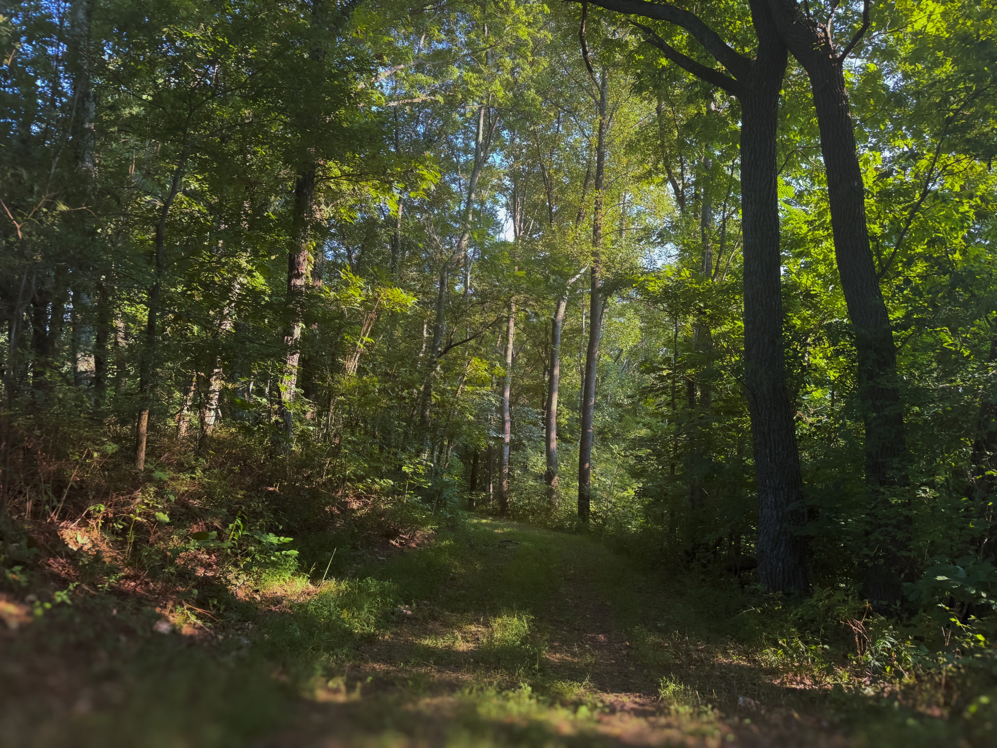 0 Lazy Branch Road Wartrace, TN 37183 - Photo 56 of 82