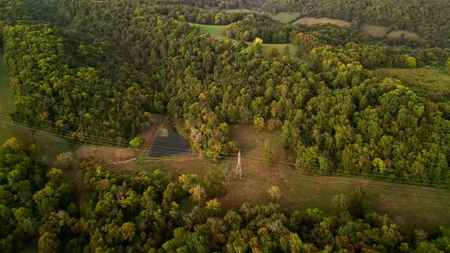 a view of a forest with trees in the background