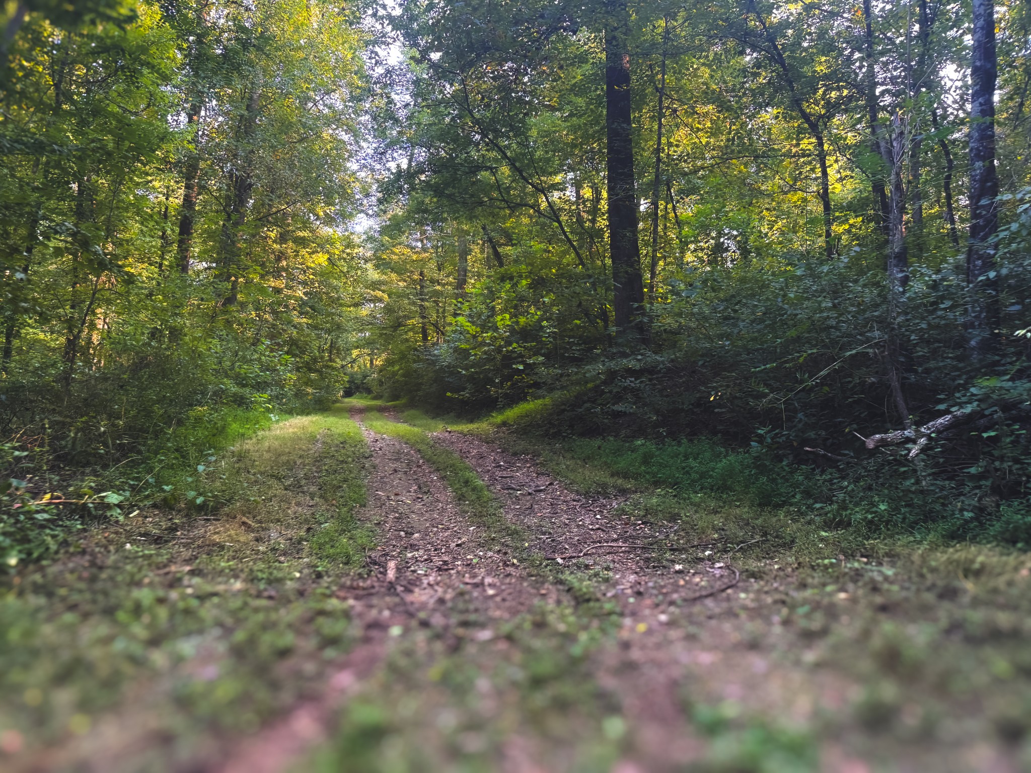 0 Lazy Branch Road Wartrace, TN 37183 - Photo 65 of 82