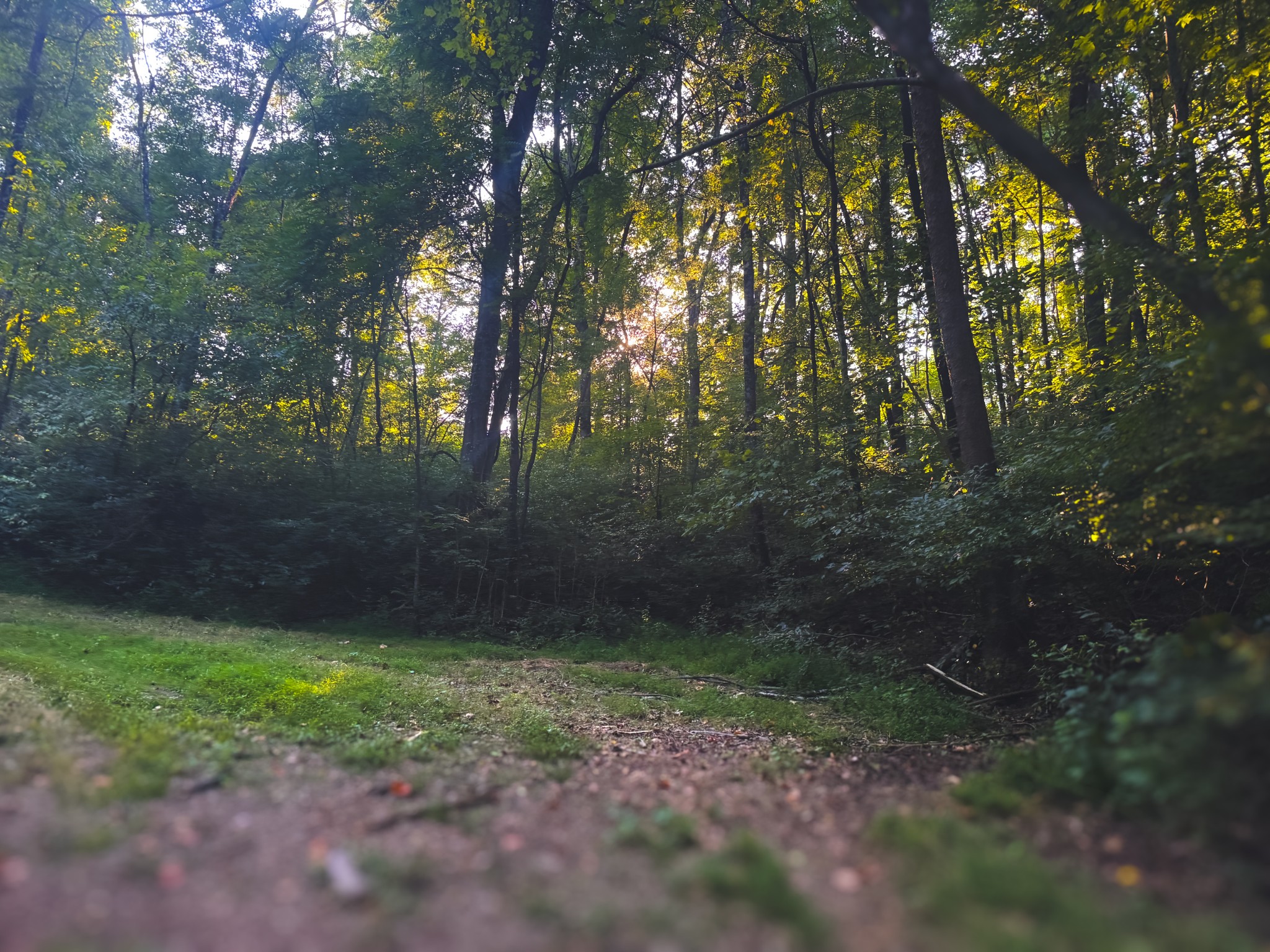 0 Lazy Branch Road Wartrace, TN 37183 - Photo 66 of 82 a view of a yard with plants and trees