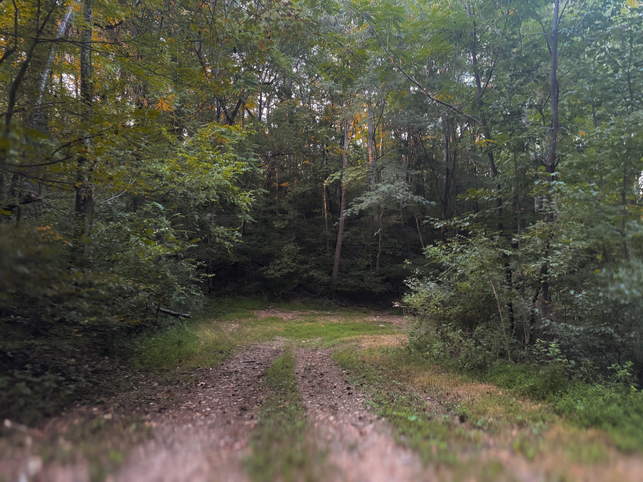 0 Lazy Branch Road Wartrace, TN 37183 - Photo 68 of 82 a view of a forest with trees in the background