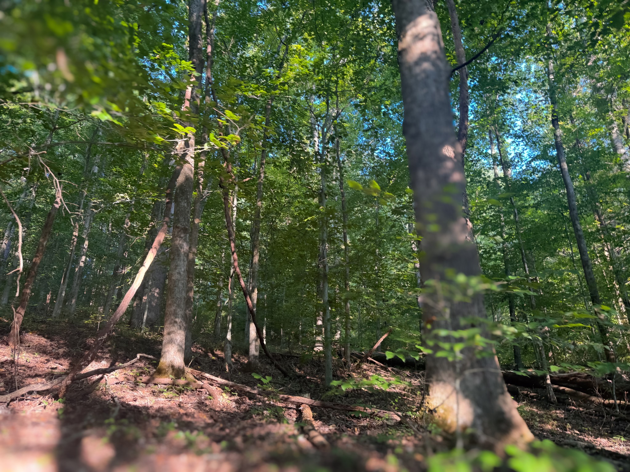 0 Lazy Branch Road Wartrace, TN 37183 - Photo 74 of 82 a view of a outdoor space