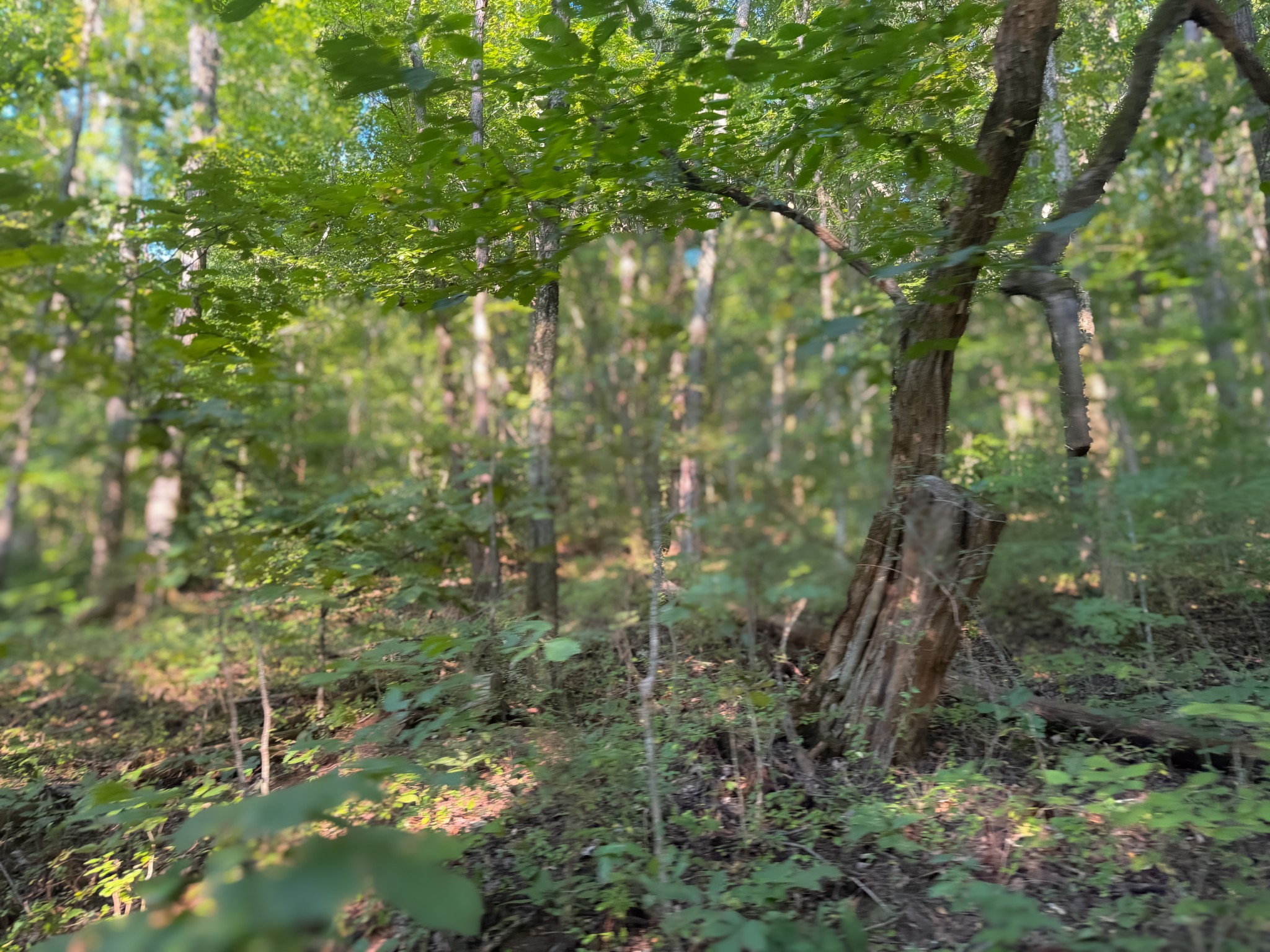 0 Lazy Branch Road Wartrace, TN 37183 - Photo 75 of 82