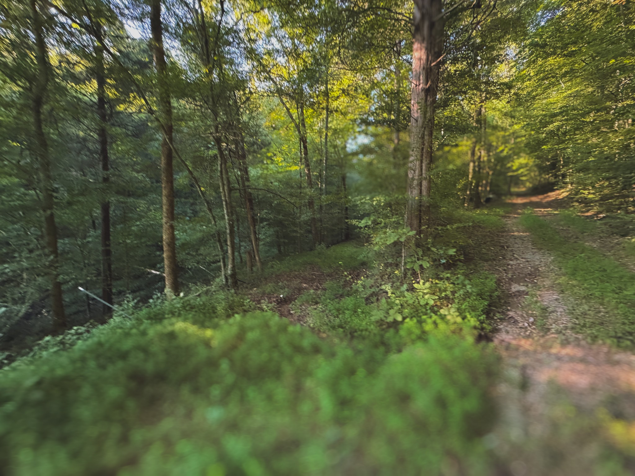 0 Lazy Branch Road Wartrace, TN 37183 - Photo 76 of 82 a view of a forest with a trees
