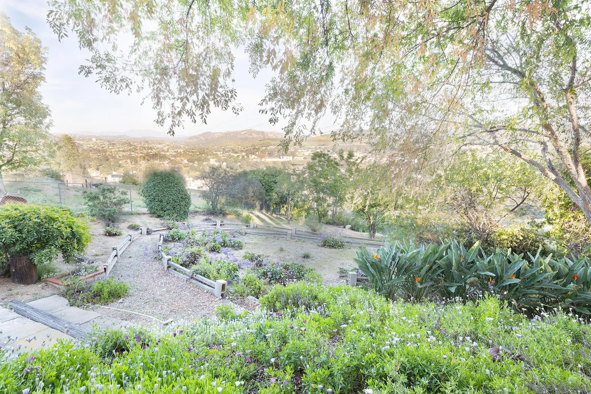12455 Ridgeton Drive Lakeside, CA 92040 - Photo 25 of 31 a view of a yard with plants and a large tree