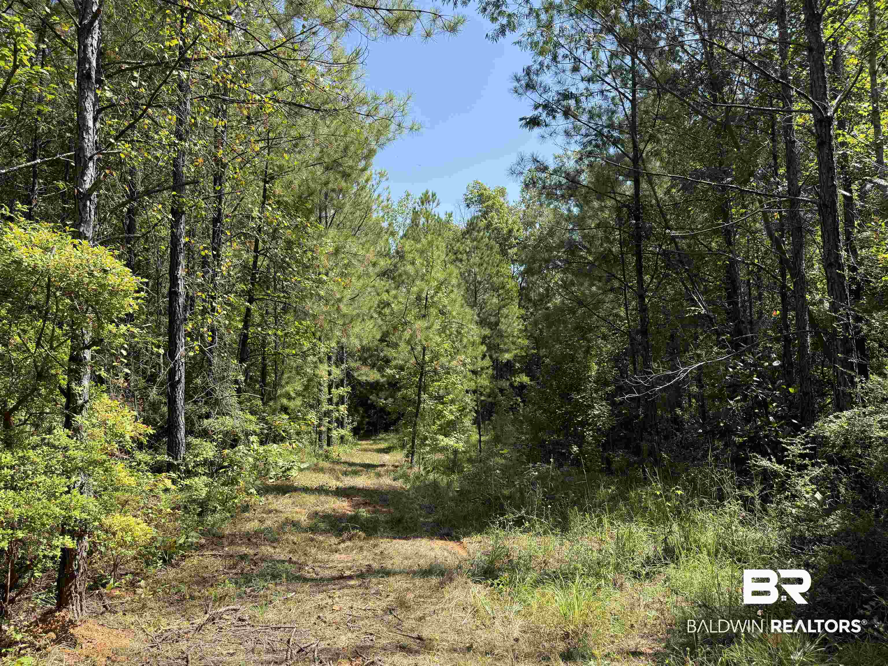 13850 Tallahatta Springs Road Thomasville, AL 36784 - Photo 15 of 27 View of tree filled area