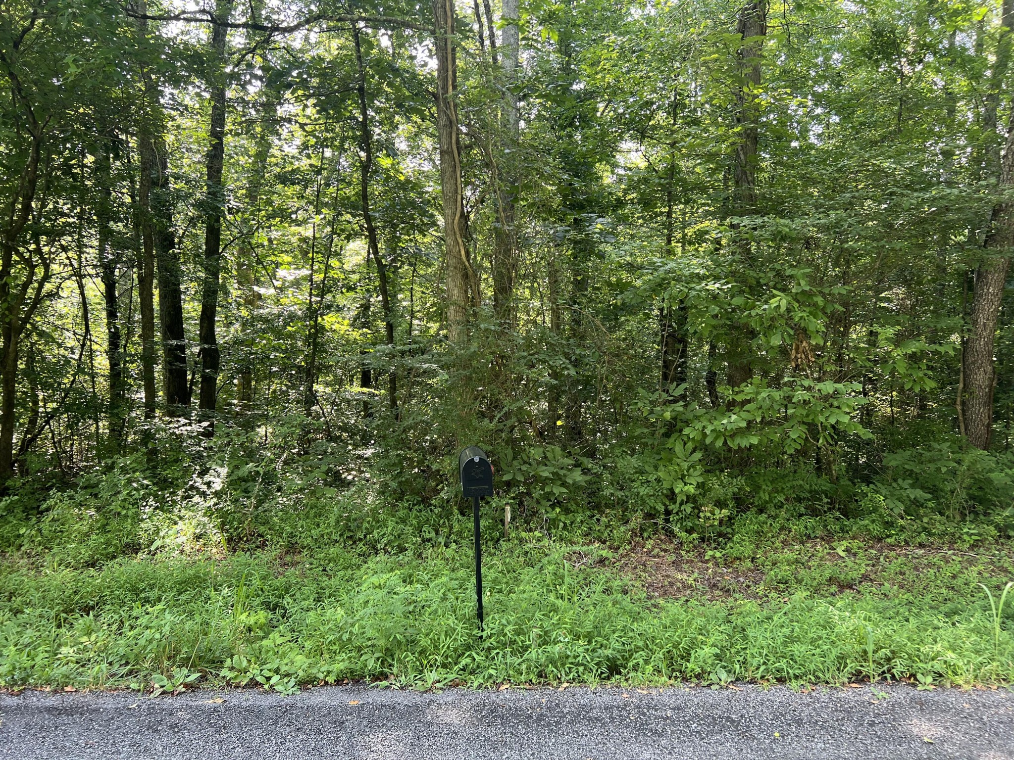 1710 Holly Glen Road Decatur, TN 37322 - Photo 5 of 7 a view of a forest
