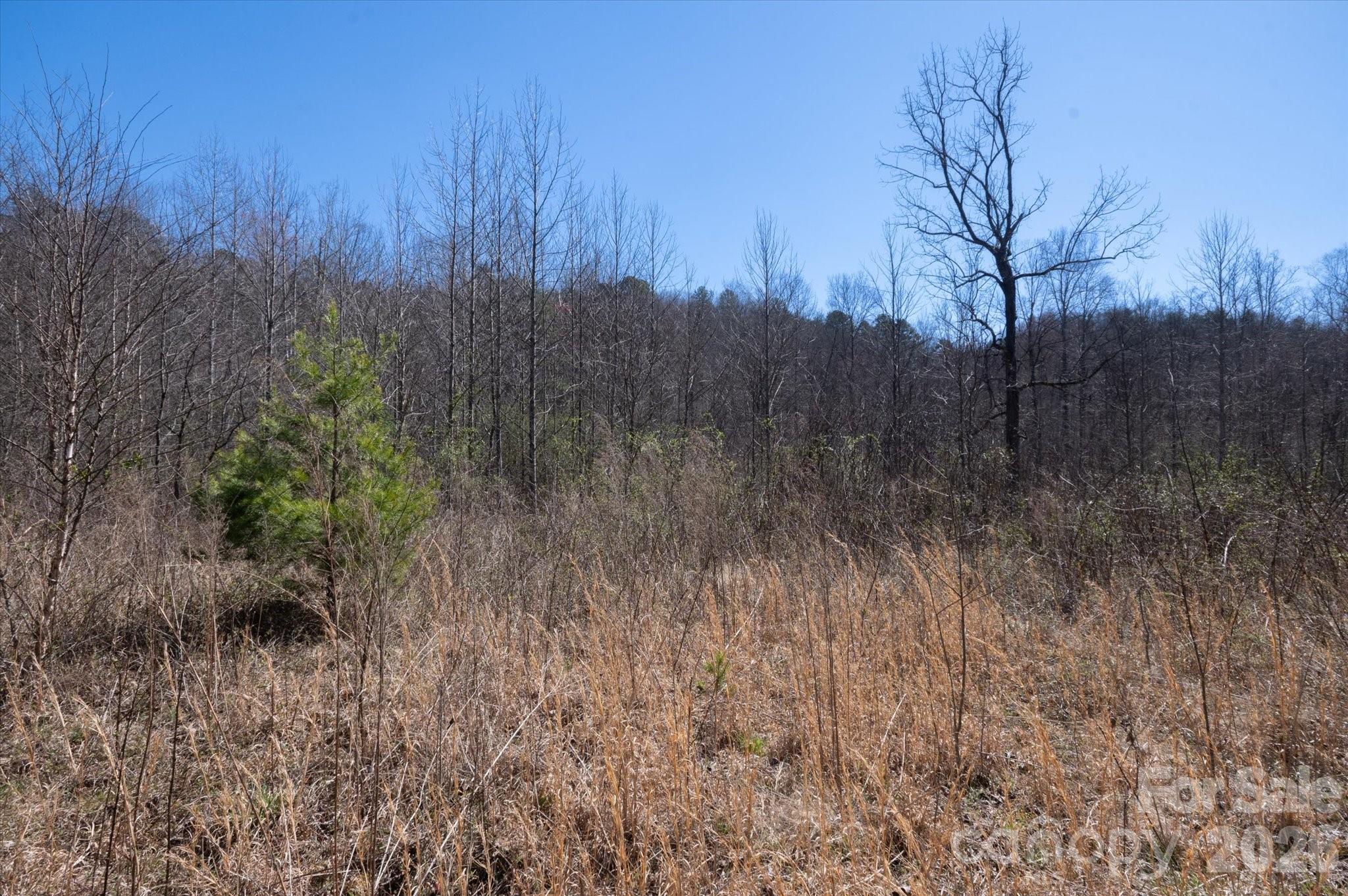 1739 Polly Spout Road Marion, NC 28752 - Photo 17 of 20 a view of a forest with a tree