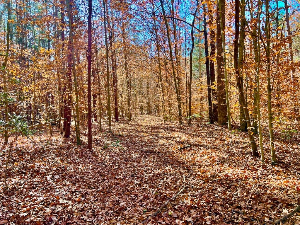 Lunenburg County Road Keysville, VA 23947 - Photo 15 of 22 Gallery Image 15