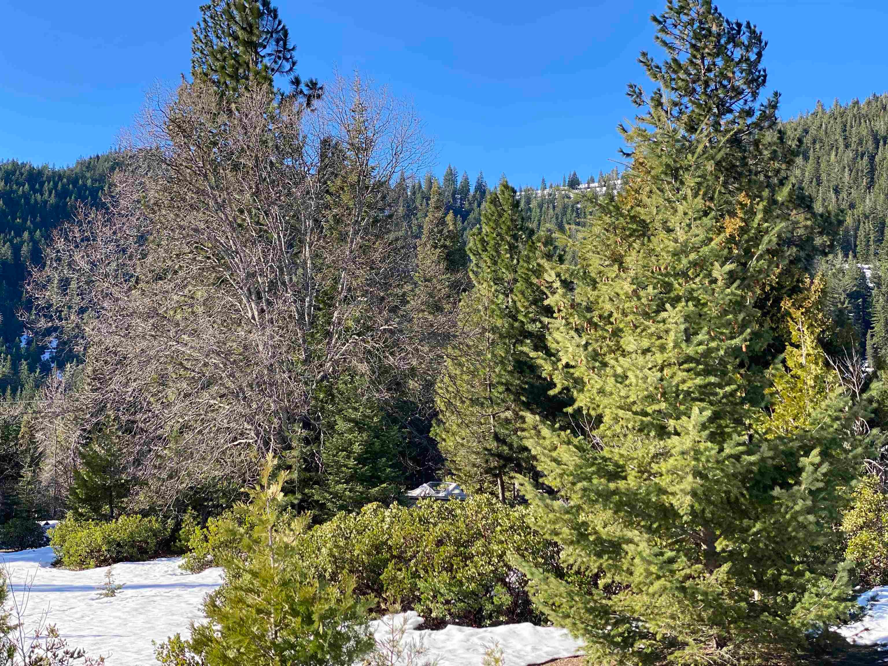Davis Place Road Mount Shasta, CA 96067 - Photo 3 of 5 Gallery Image 3