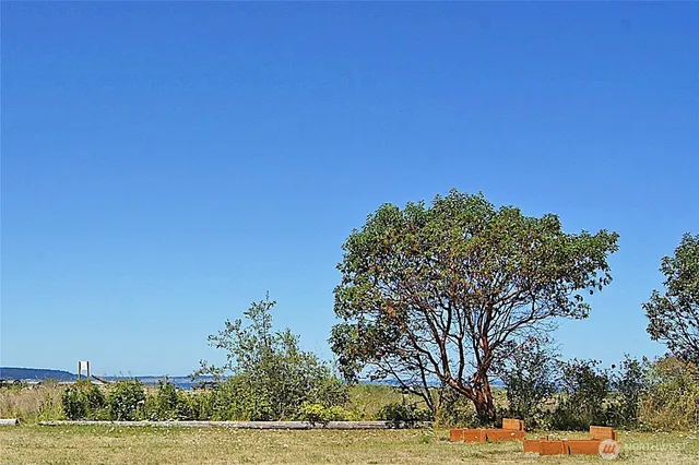 a view of a yard with plants and trees