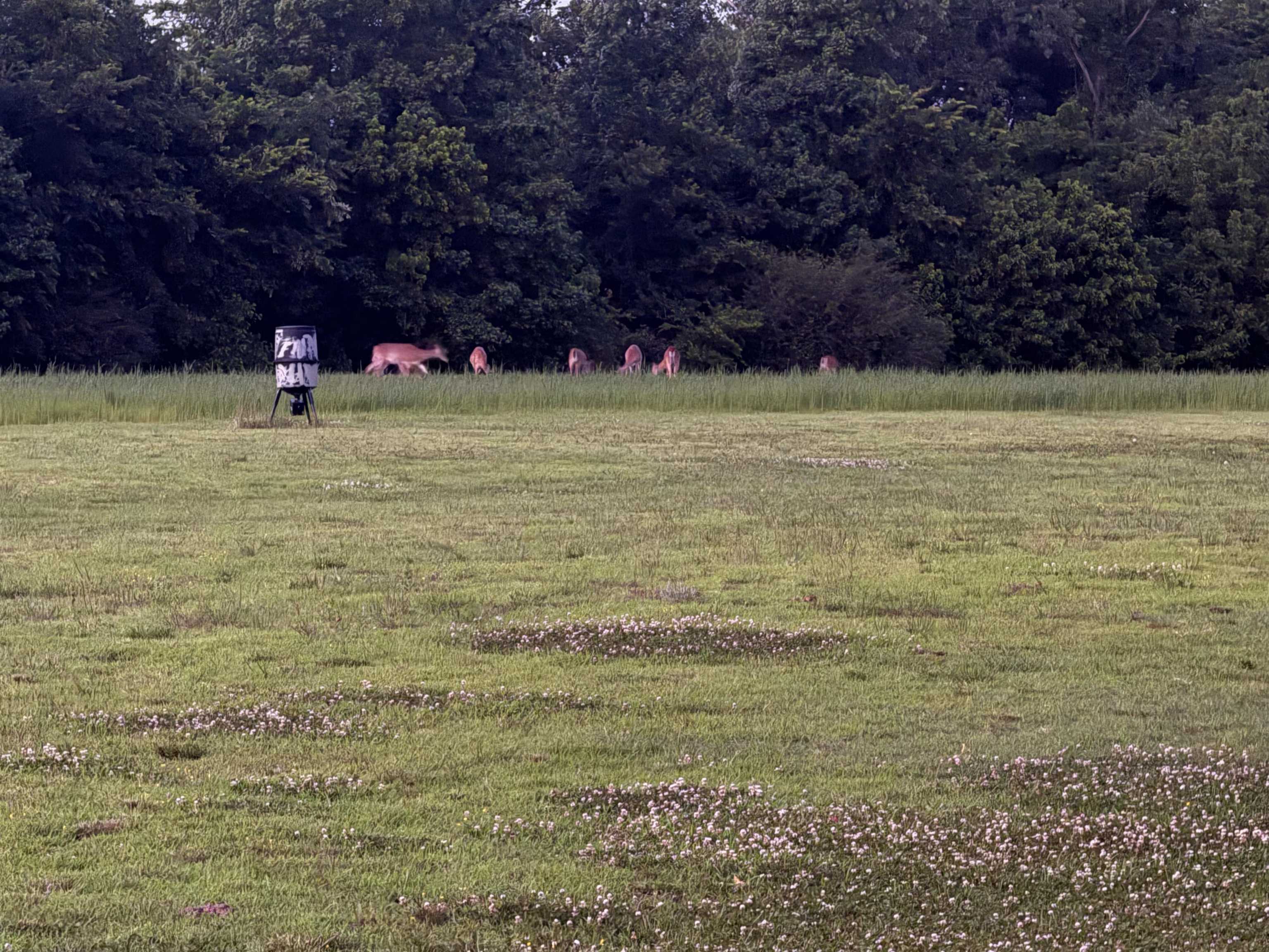 4044 Beaver Creek Road Mason, TN 38049 - Photo 34 of 36 View of yard with a view of trees and a rural view