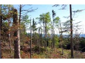 * Quimby Road Stewartstown, NH 03592 - Photo 6 of 8