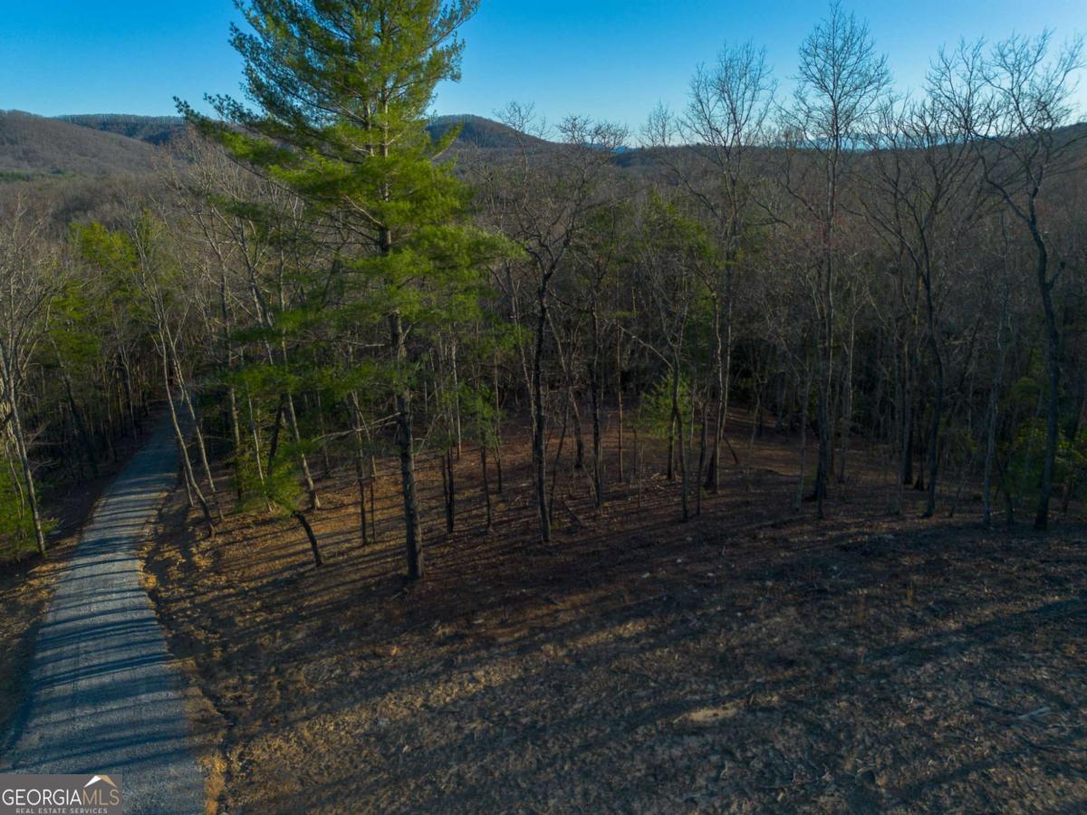 802 Mull Valley Road Morganton, GA 30560 - Photo 12 of 75 a view of a forest with a tree