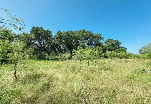 a view of a yard with plants and a tree