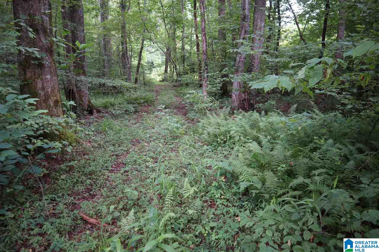 0 County Road 61, Unit 366 92 ACRES Fruithurst, AL 36262 - Photo 18 of 26