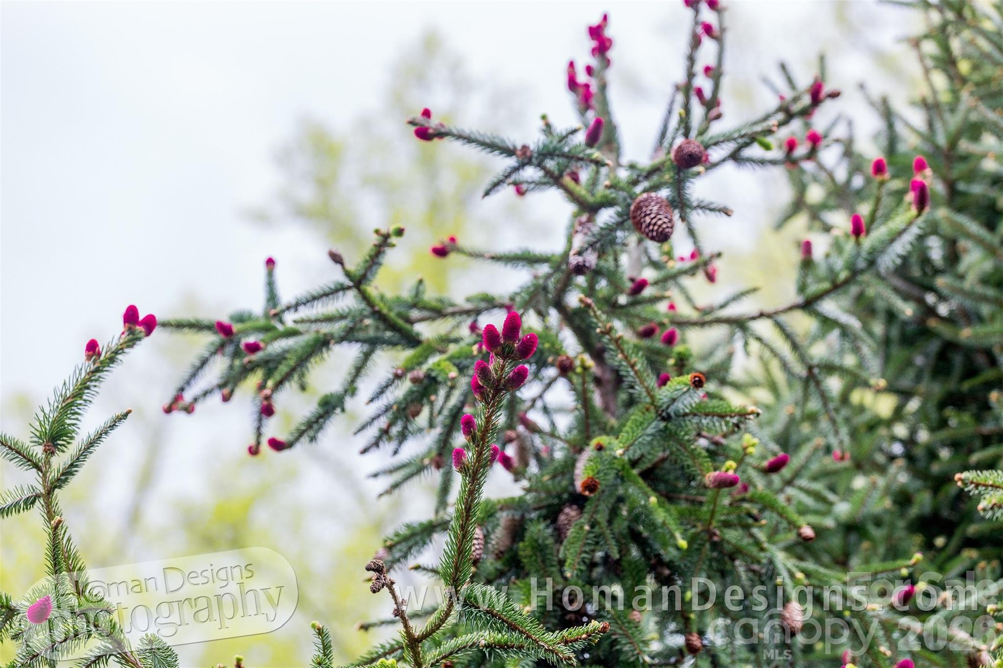 198 Brooks Branch Road Leicester, NC 28748 - Photo 38 of 39