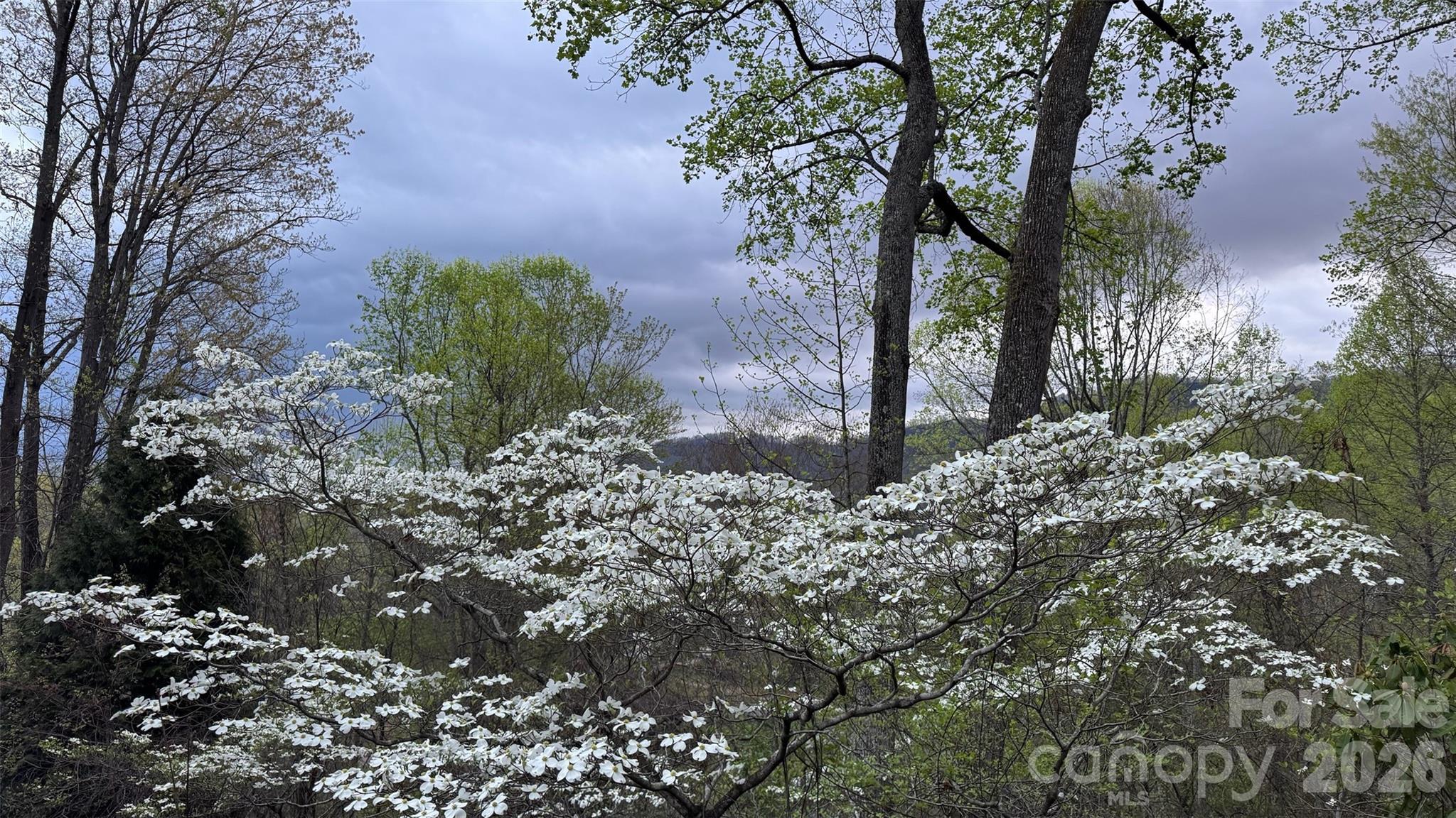 198 Brooks Branch Road Leicester, NC 28748 - Photo 6 of 39