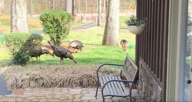 681 Swan Johnson Road Darden, TN 38328 - Photo 48 of 51 Turkey2