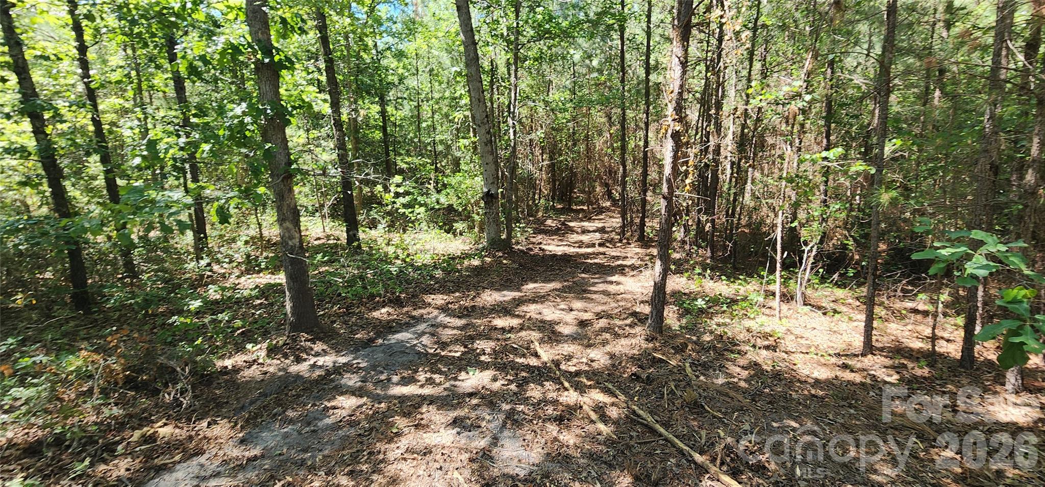 1050 McQueen Road Patrick, SC 29584 - Photo 23 of 48 a view of a forest filled with trees