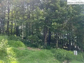 a view of a forest with trees in the background