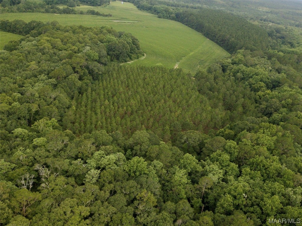14.43-acres Grace Road Kinston, AL 36453 - Photo 9 of 9 Gallery Image 9