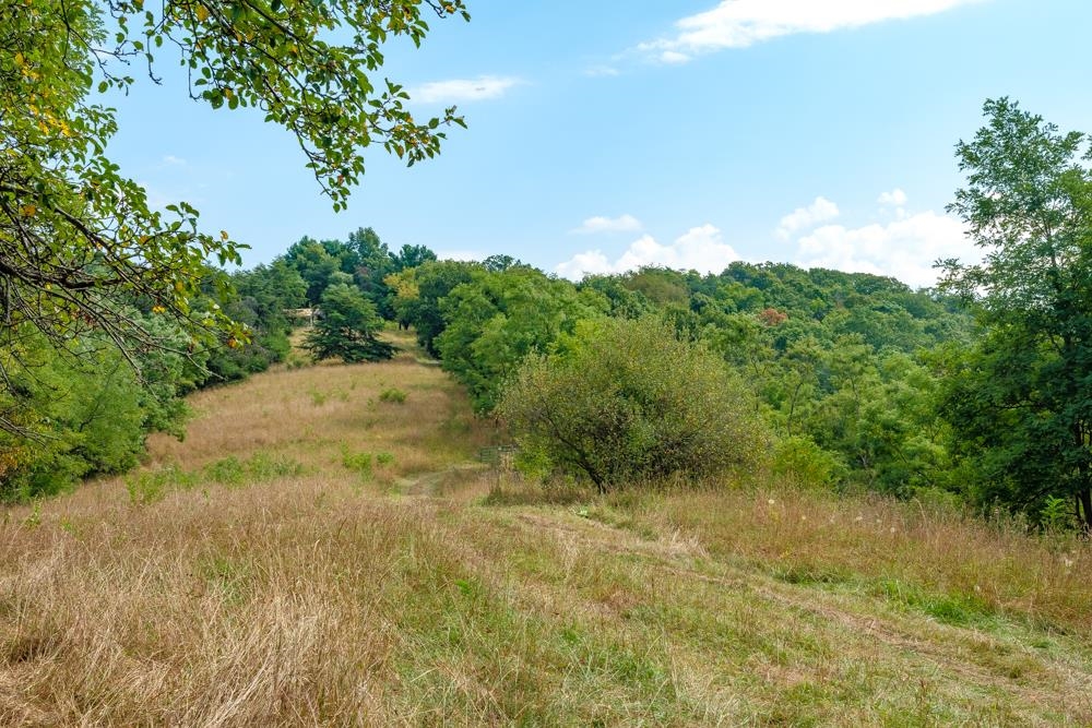 0 Shenandoah Mountain Road Mathias, WV 26812 - Photo 6 of 12 a view of a yard