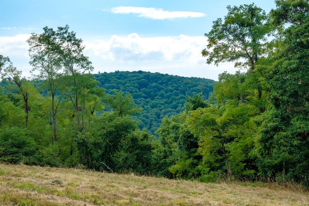 0 Shenandoah Mountain Road Mathias, WV 26812 - Photo 9 of 12 a view of a yard