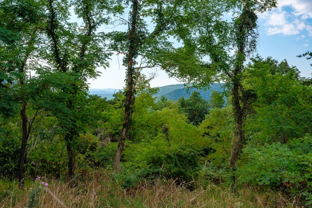 0 Shenandoah Mountain Road Mathias, WV 26812 - Photo 10 of 12 a view of a lush green forest with lawn chairs under an umbrella