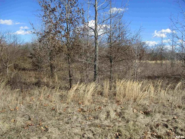 a view of a forest with trees in the background