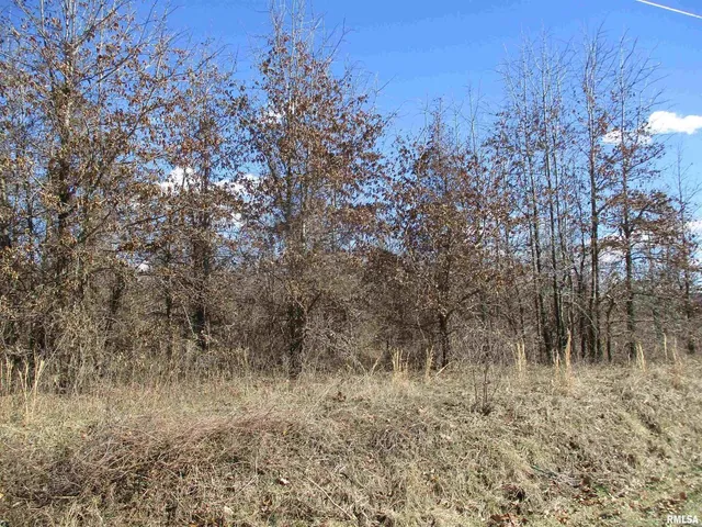 a view of a forest with lots of trees