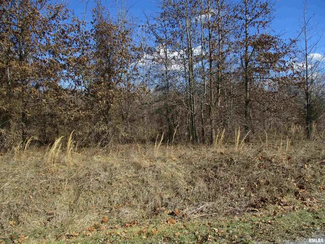 a view of a dry yard with trees