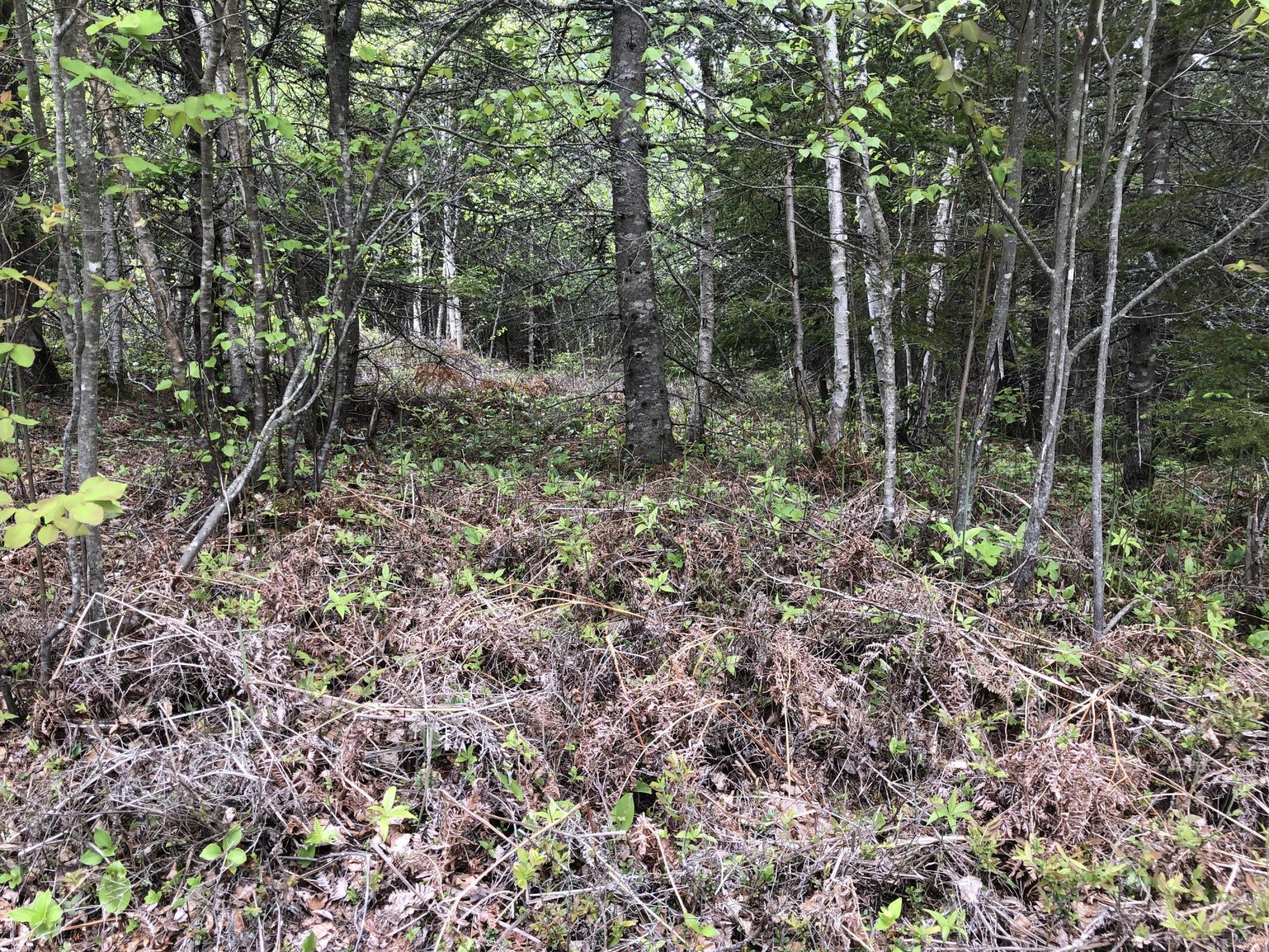 51 Lincoln Cove Road Perry, ME 04667 - Photo 11 of 33 IMG_5758