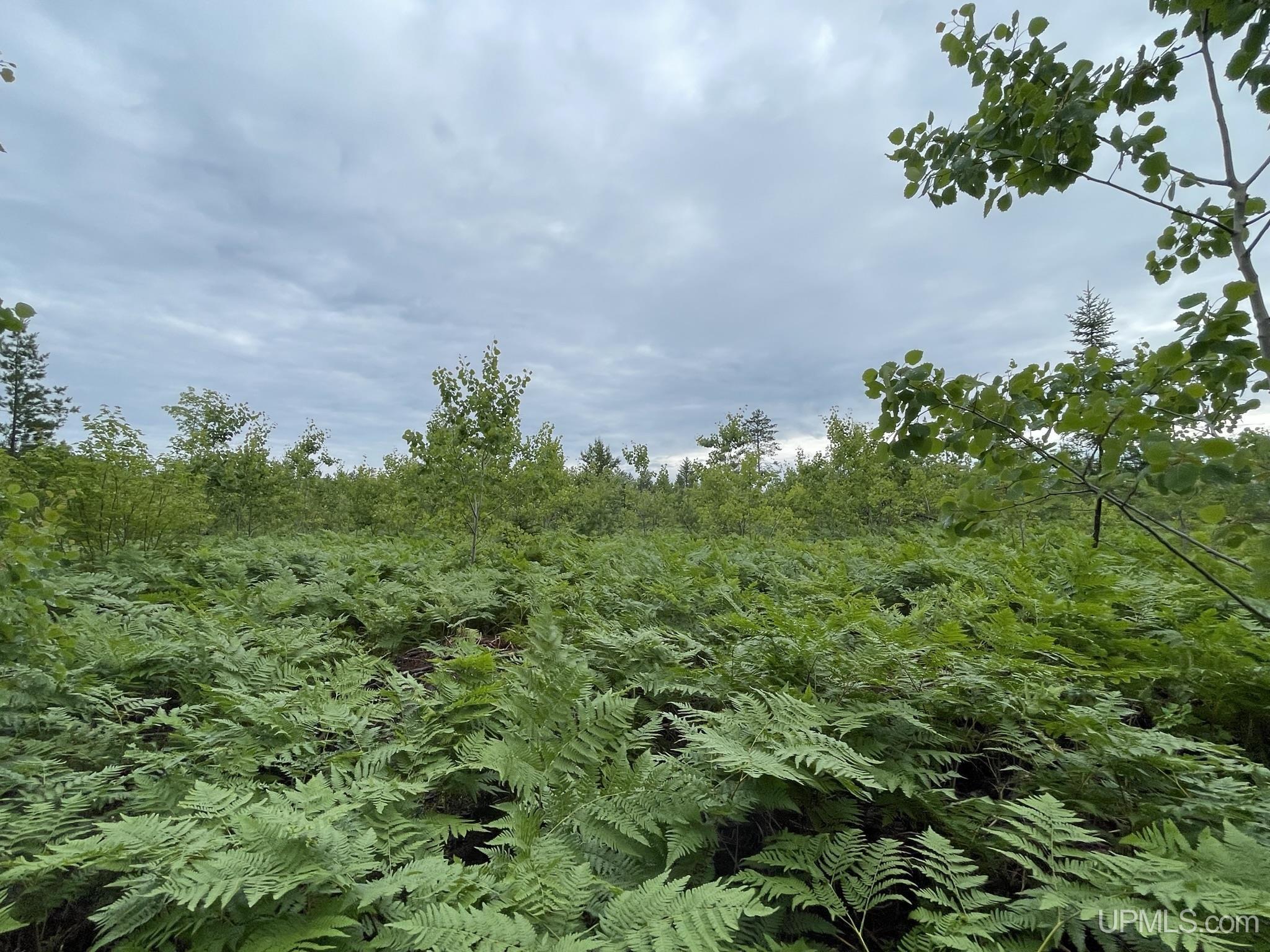 Tbd Tbd Hay Meadow Road Manistique, MI 49854 - Photo 46 of 51