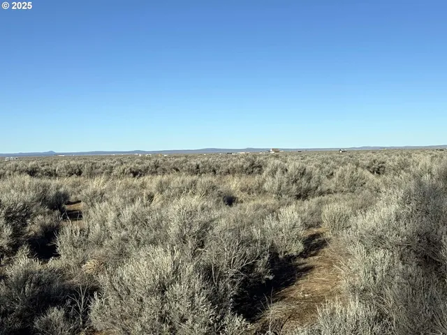 a view of a dry yard with trees
