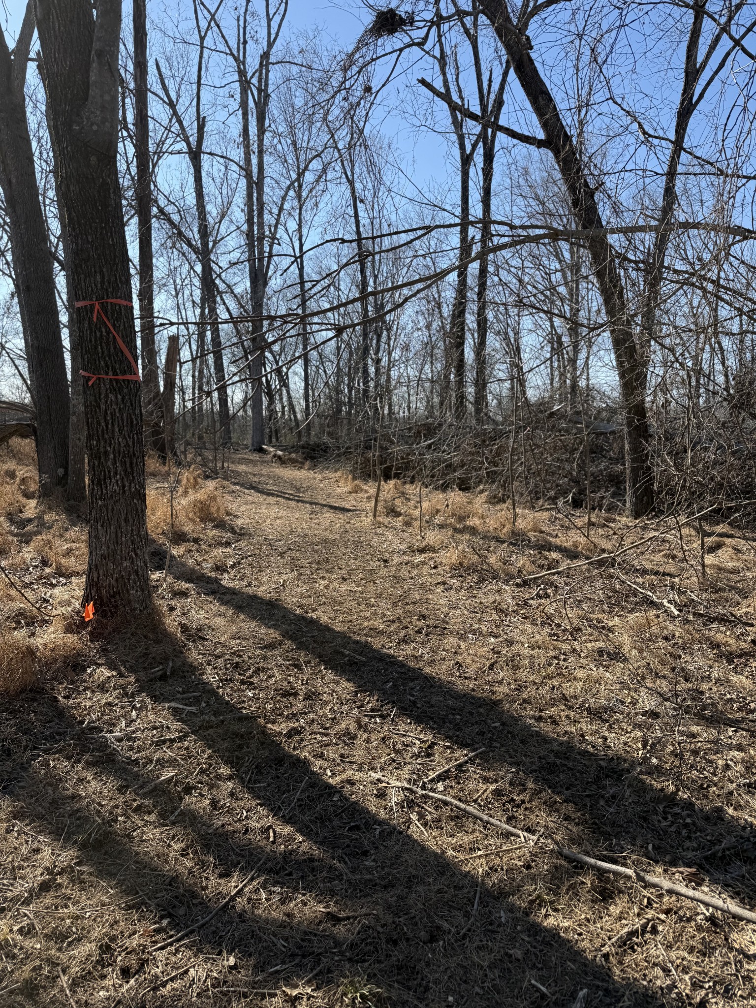 2185 Joe Brown Road Spring Hill, TN 37174 - Photo 68 of 96 a view of a yard with large trees