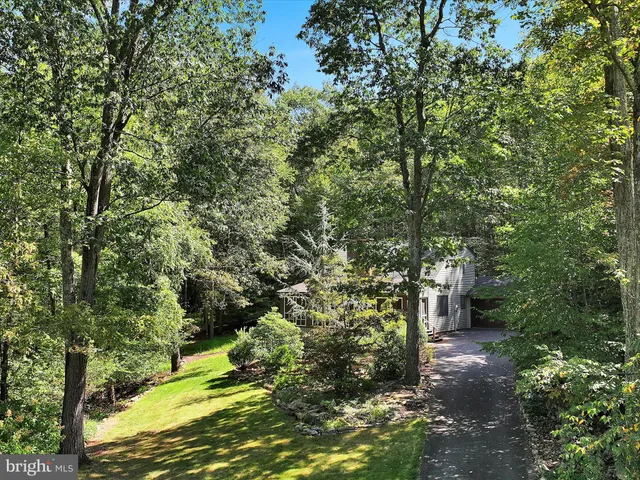a view of a yard with plants and large trees