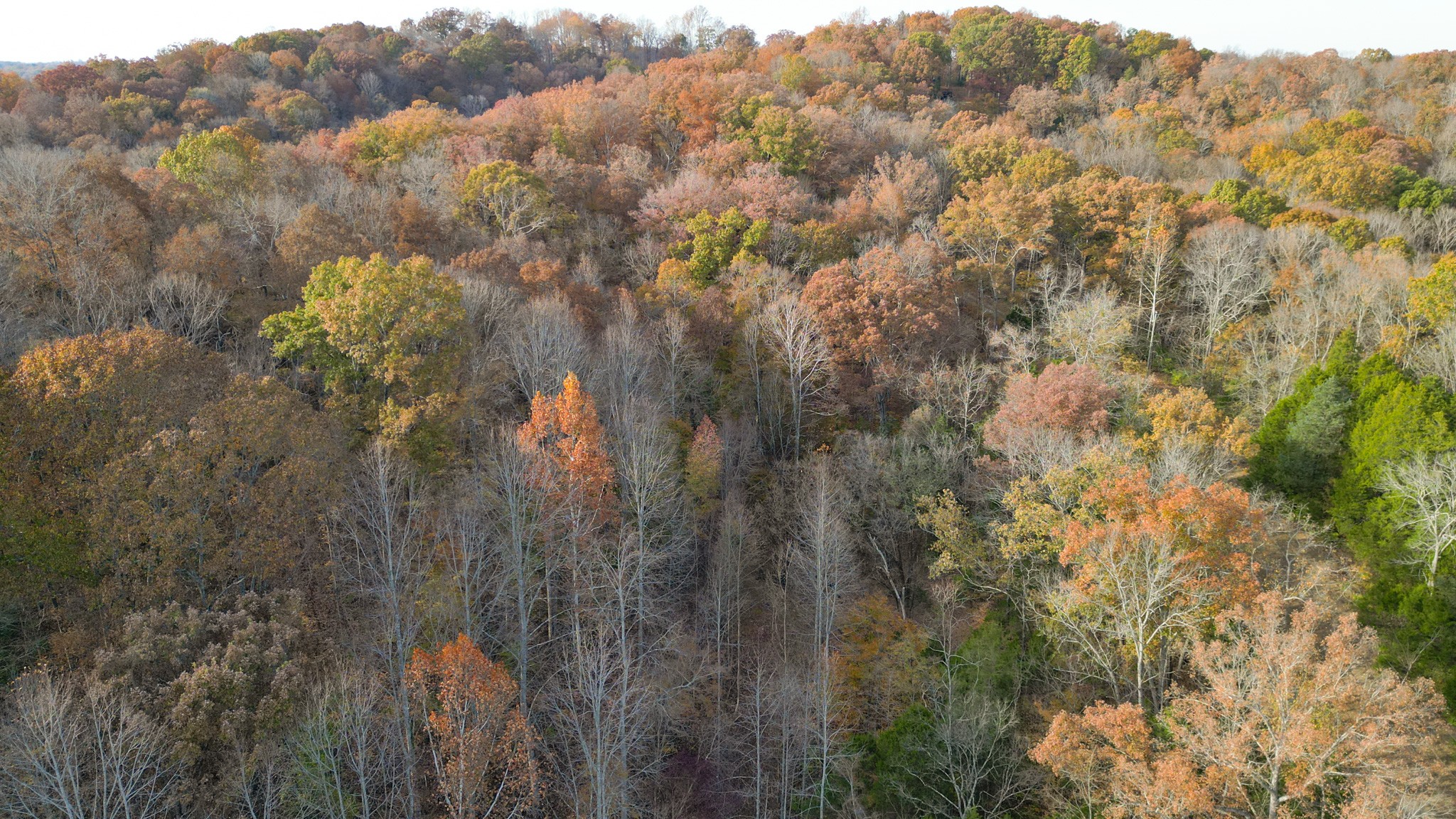 8552 Cub Creek Road Nashville, TN 37209 - Photo 12 of 45 a view of a houses with a lush green forest