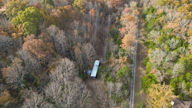 a close up of a plant