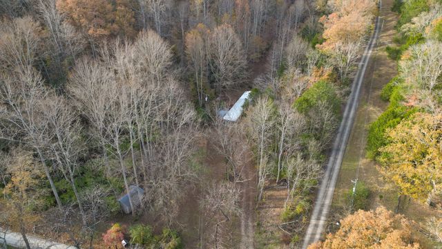 a close up of a plant in a garden