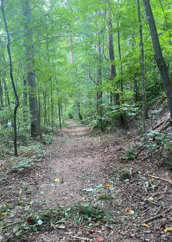 a view of a forest that has large trees