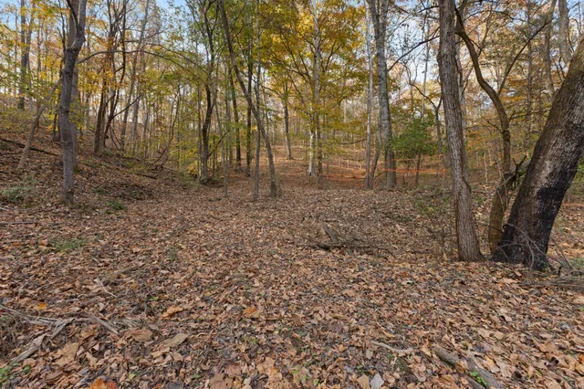 a view of a yard with large trees