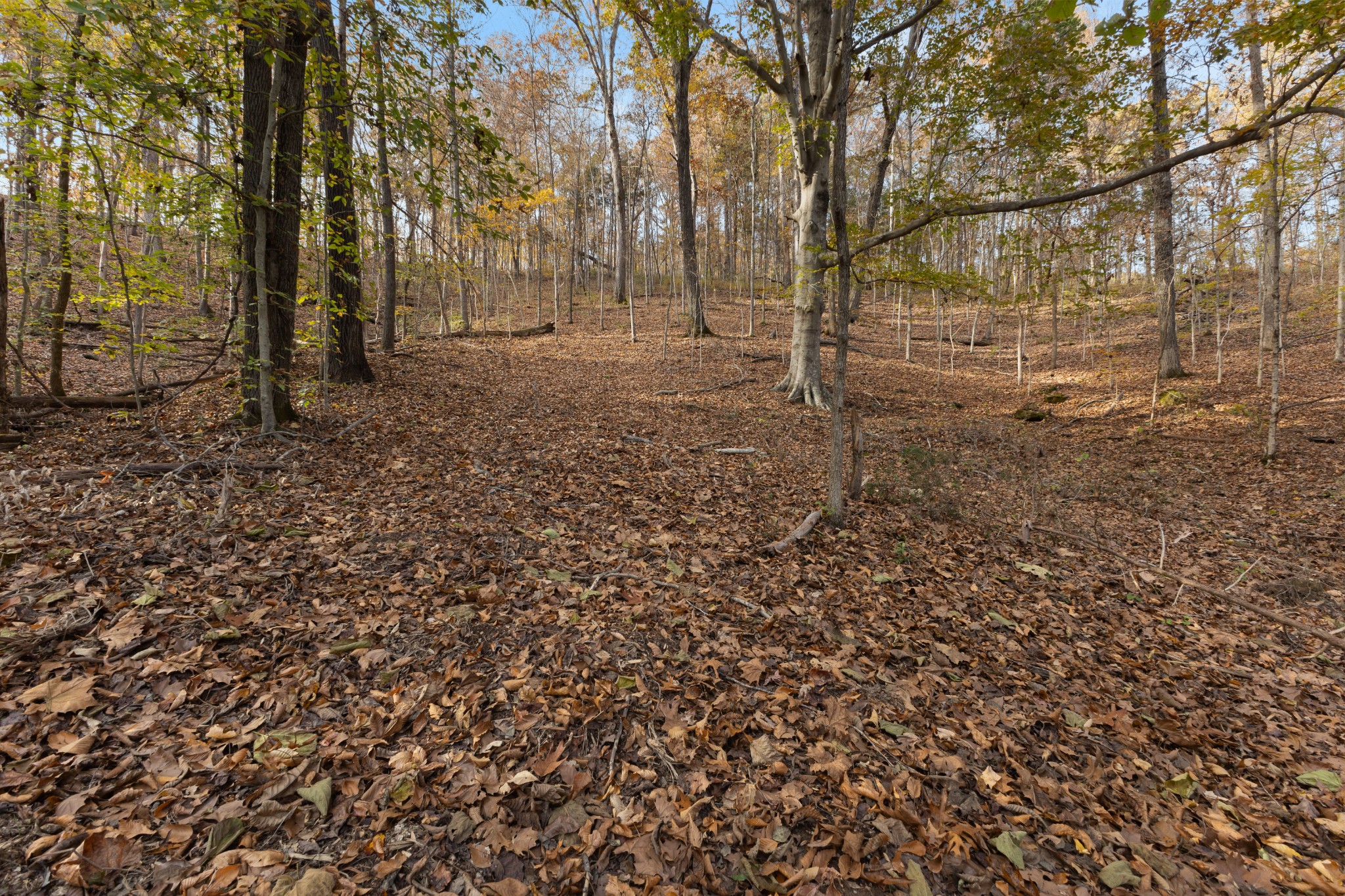 8552 Cub Creek Road Nashville, TN 37209 - Photo 45 of 45 a view of a yard with trees