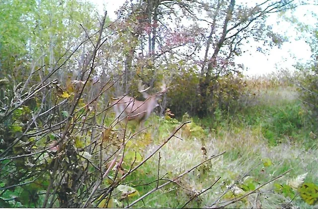 $650,000 | 1559 Stone Lake Road Southwest, Bemidji, MN 56601