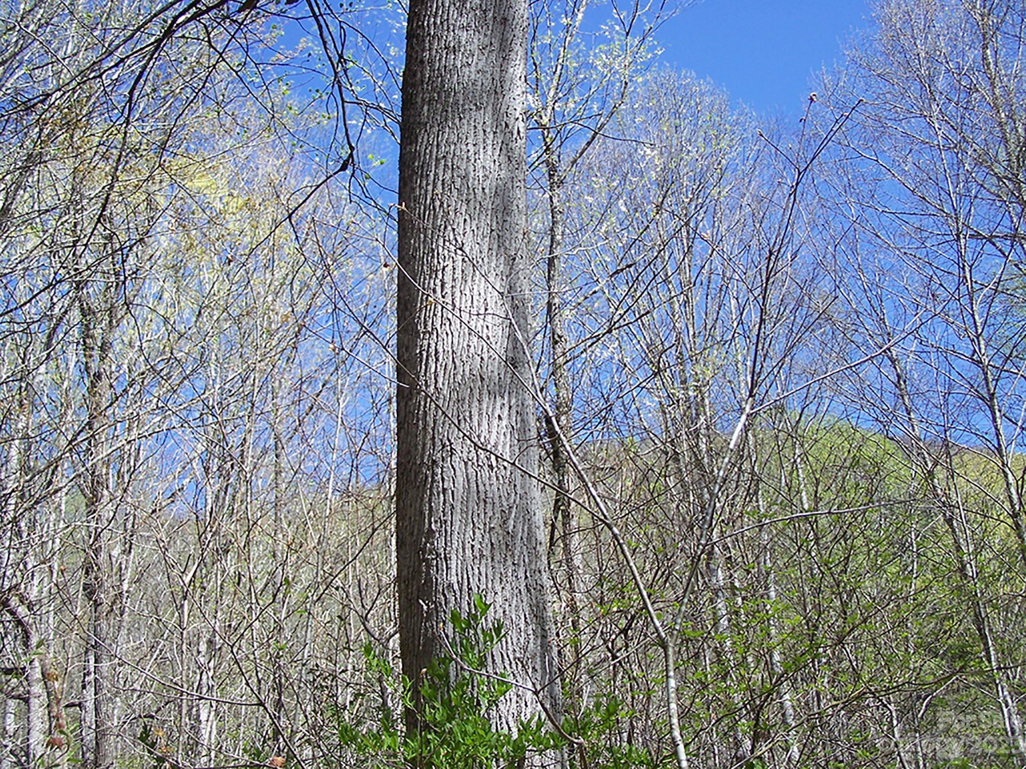 0 Chestnut Flats Road, Unit 13 Waynesville, NC 28786 - Photo 22 of 41 a backyard of a building with large trees