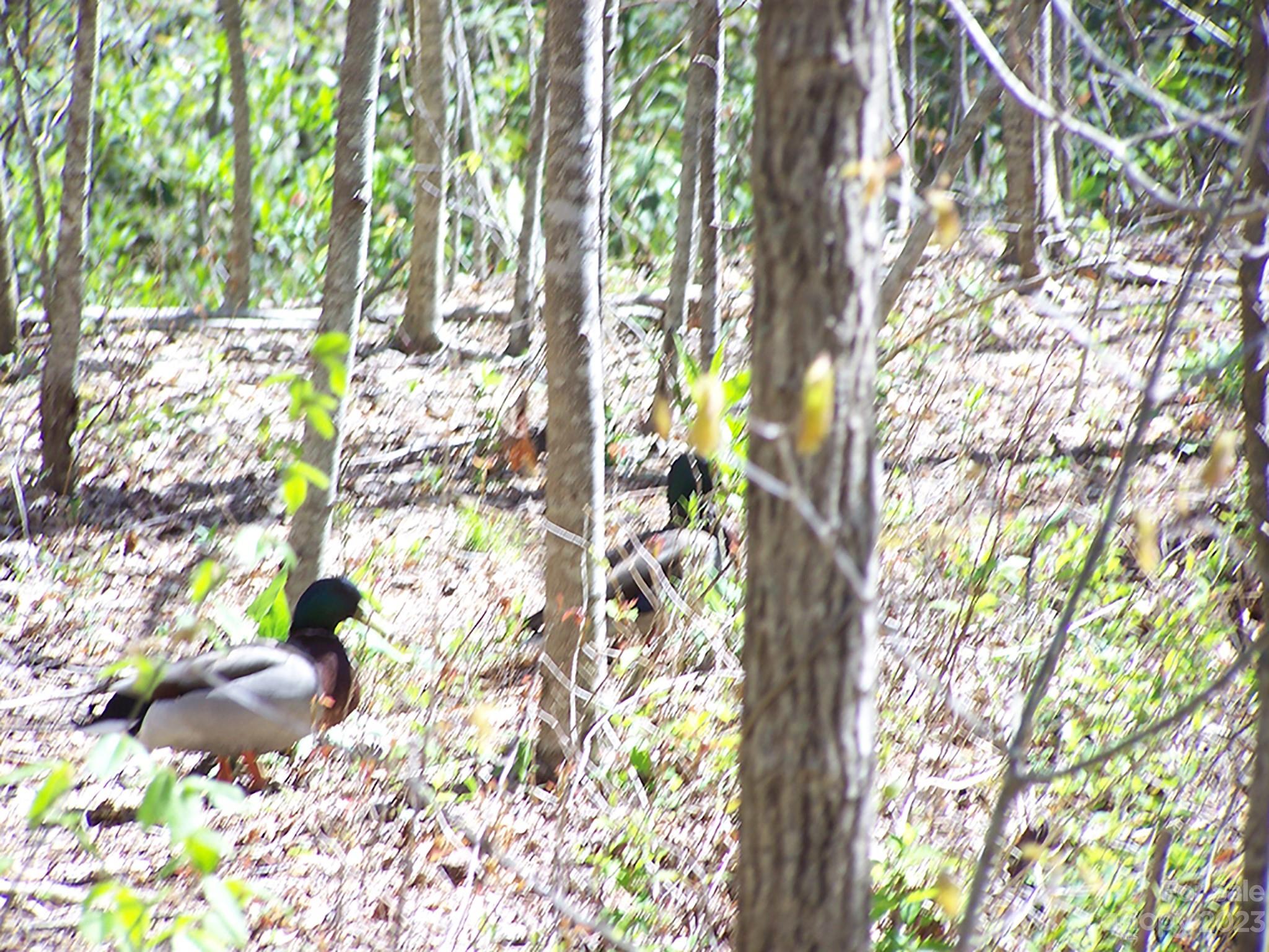0 Chestnut Flats Road, Unit 13 Waynesville, NC 28786 - Photo 27 of 41