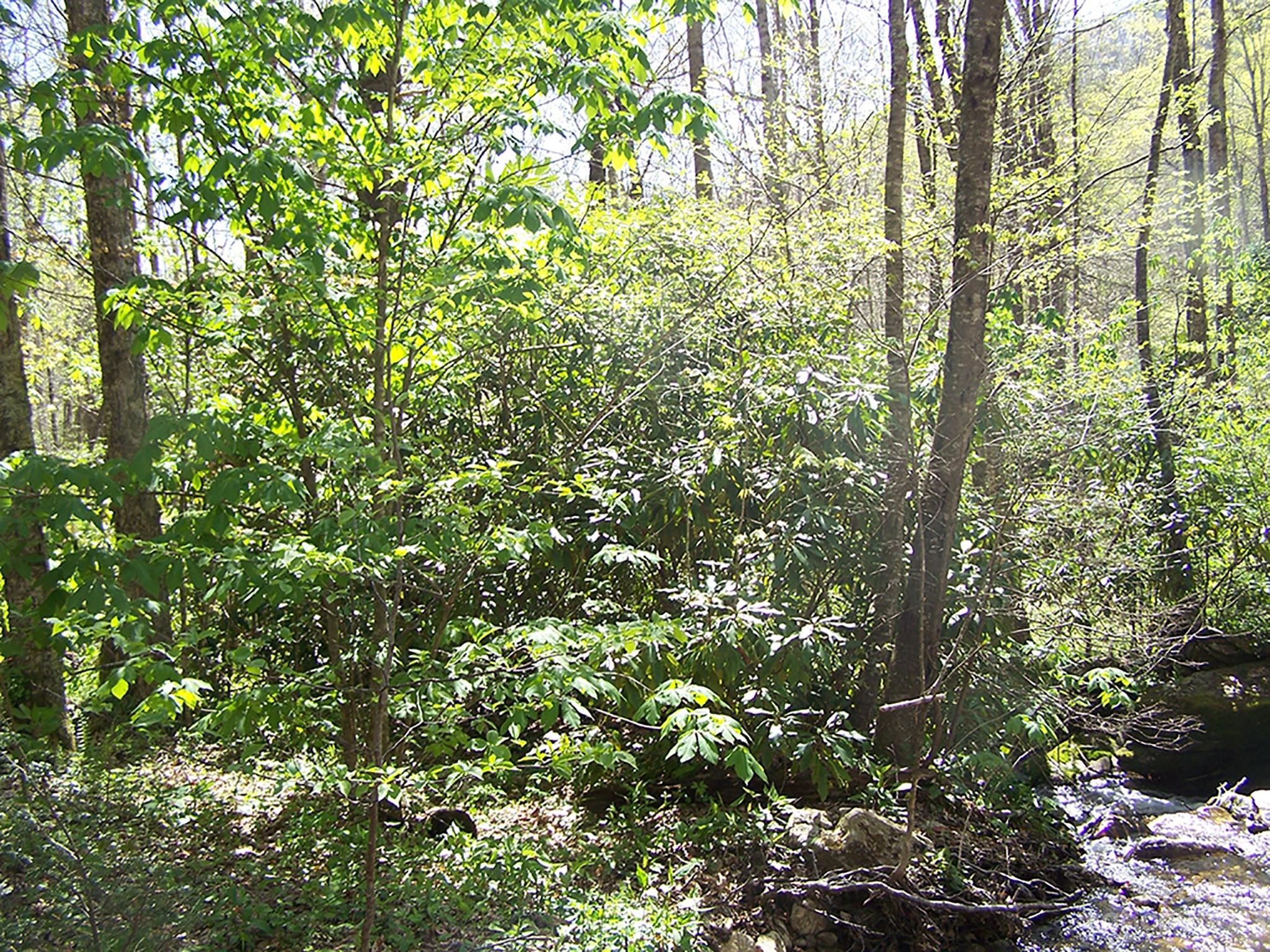 0 Chestnut Flats Road, Unit 13 Waynesville, NC 28786 - Photo 29 of 41