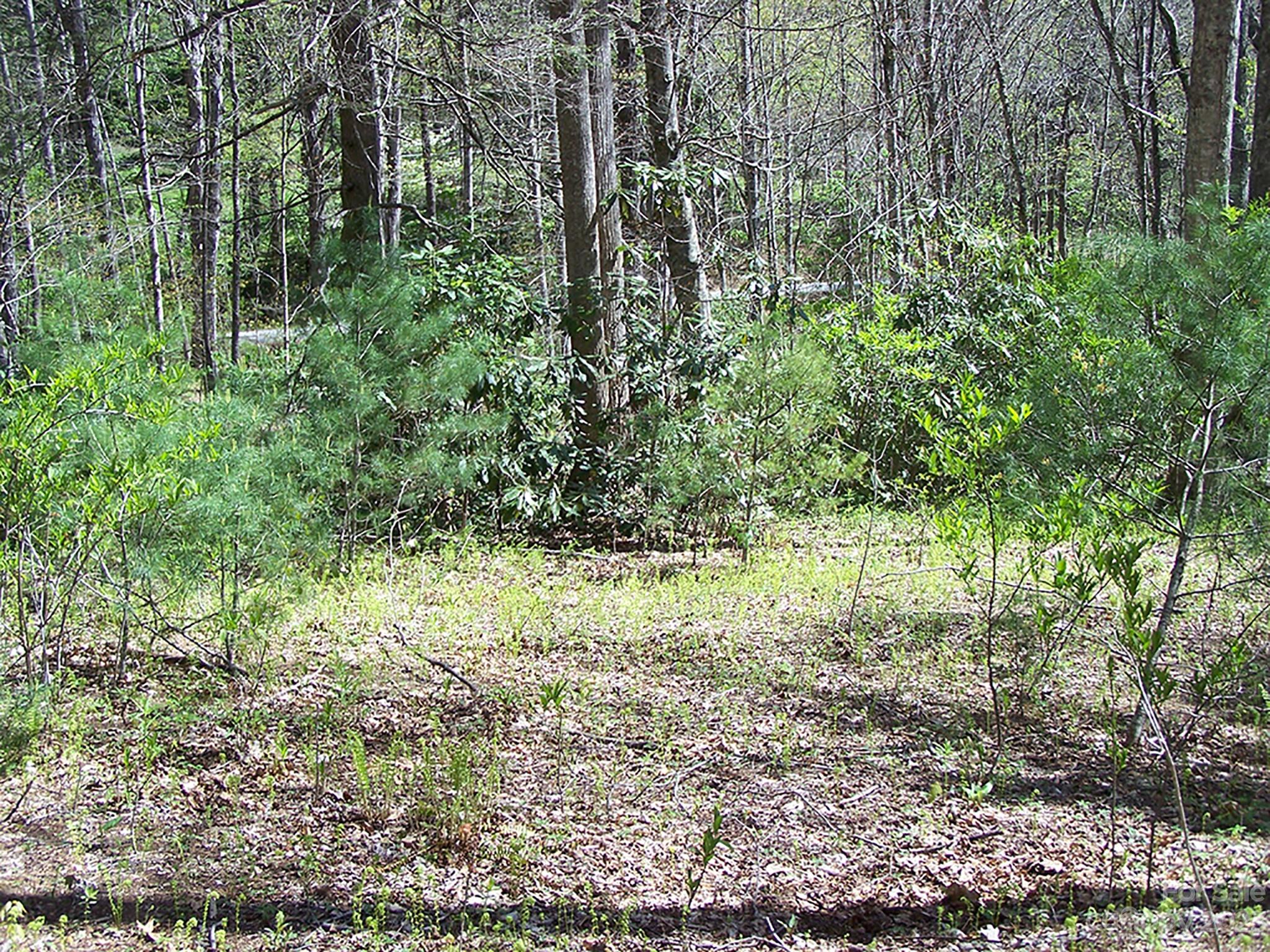 0 Chestnut Flats Road, Unit 13 Waynesville, NC 28786 - Photo 30 of 41 a view of a yard with plants and large trees