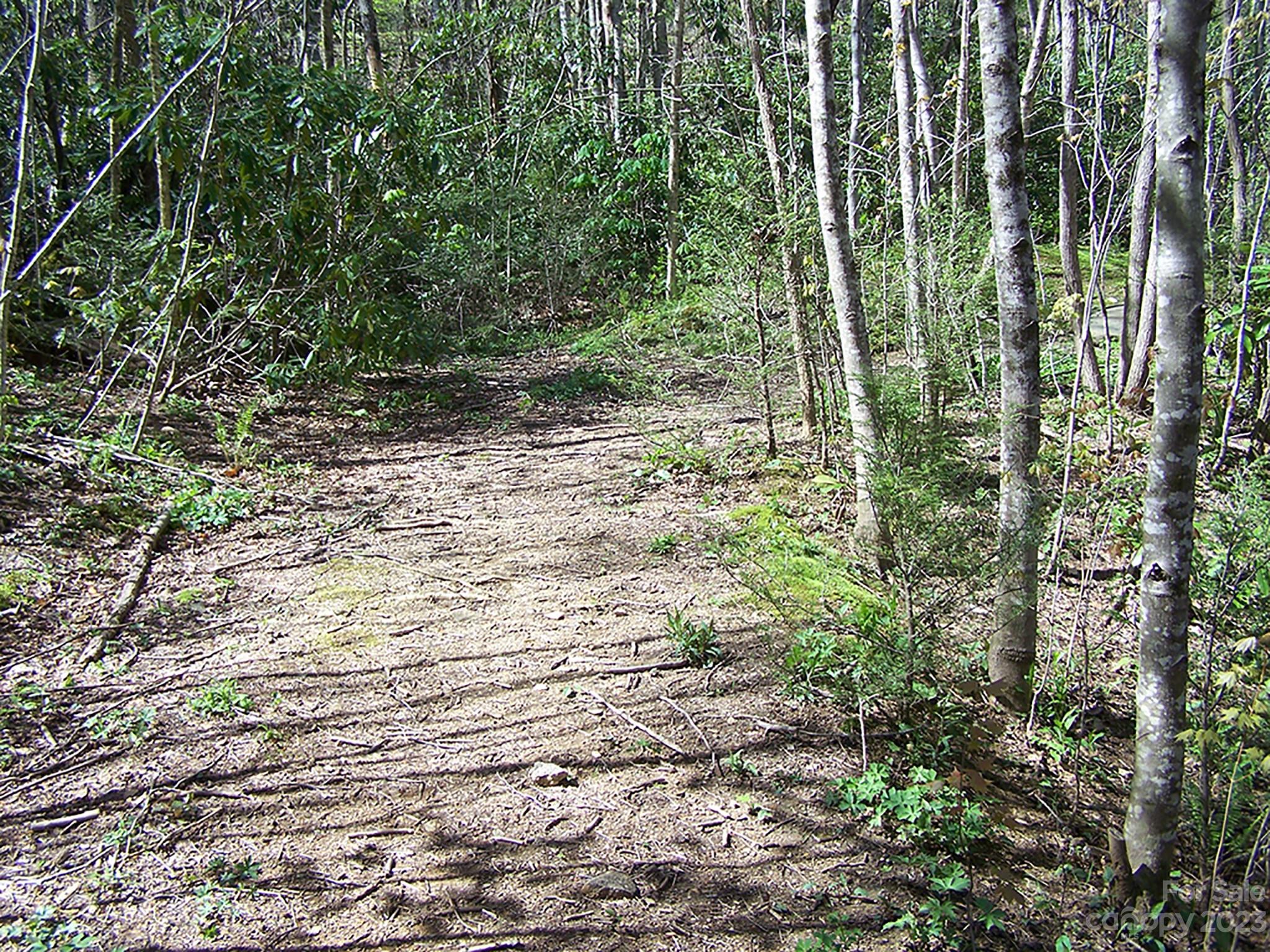 0 Chestnut Flats Road, Unit 13 Waynesville, NC 28786 - Photo 3 of 41 a view of a yard with plants and large trees